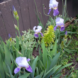Irises from my family