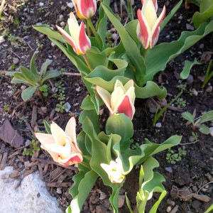 Dwarf tulips