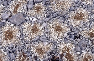 Frost Boils In Gravel sorted circles
