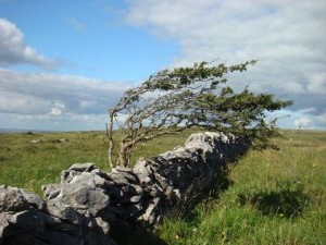 Windswept tree in The Burren, Ireland