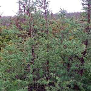 Trees at L'Anse aux Meadows