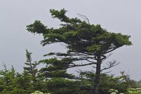 Tuckamore tree in Newfoundland
