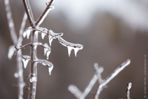 Icy branches